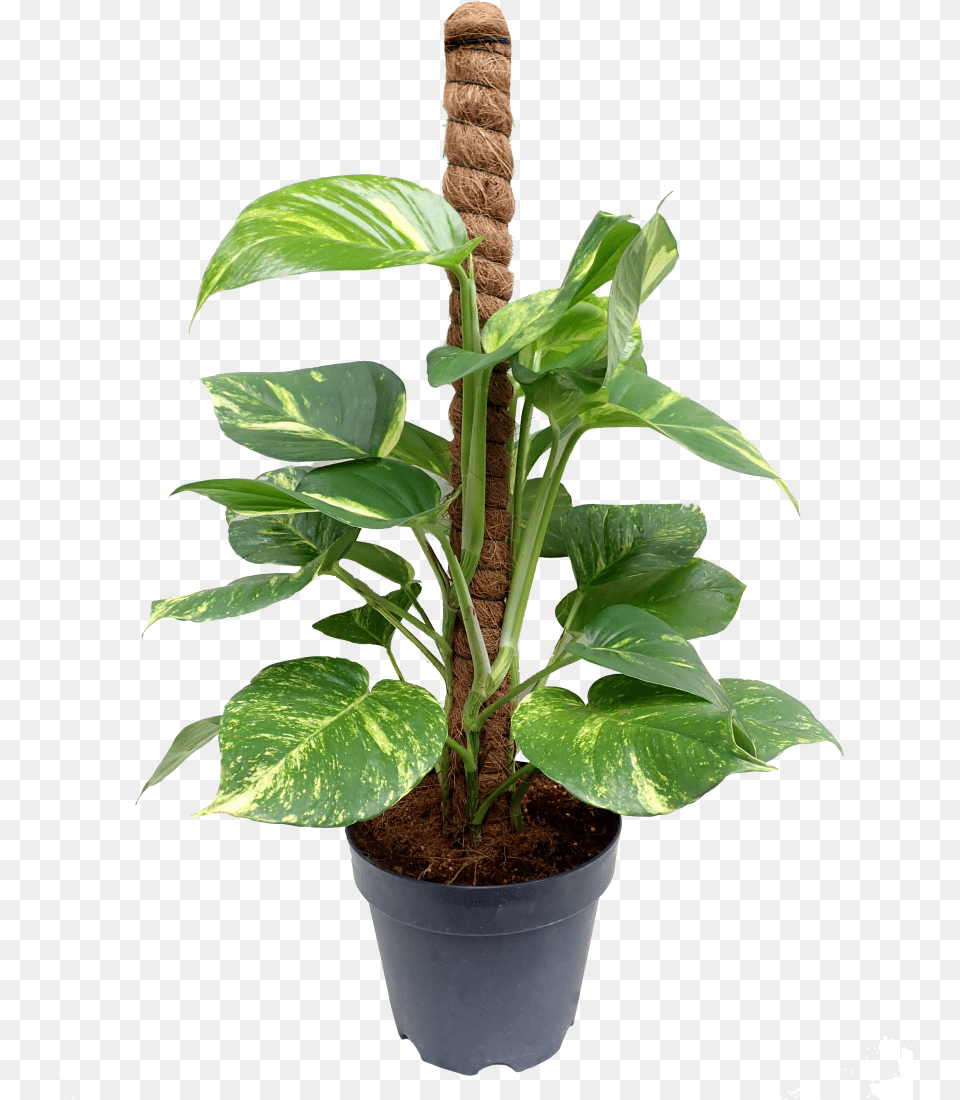 Mony Plant, Leaf, Potted Plant, Flower Png Image