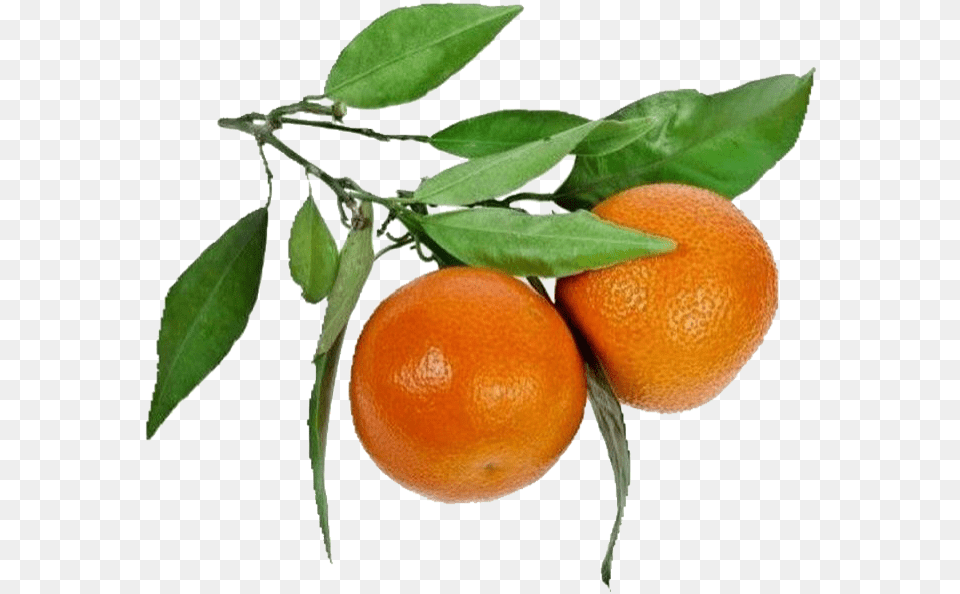 Moodboard Aesthetic Niche Polyvore Sticker By Yogurt Oranges Aesthetic, Citrus Fruit, Food, Fruit, Orange Png Image