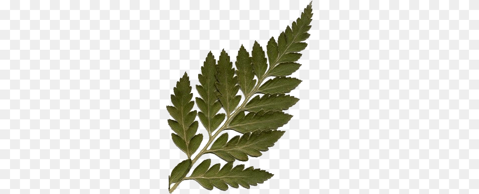 Moodboard Filler, Fern, Leaf, Plant, Tree Png Image