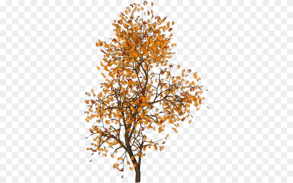 Moodboard Niche Filler Aesthetic Polyvorepng Tree With Gold Leaves, Plant, Art, Oak, Sycamore Free Transparent Png