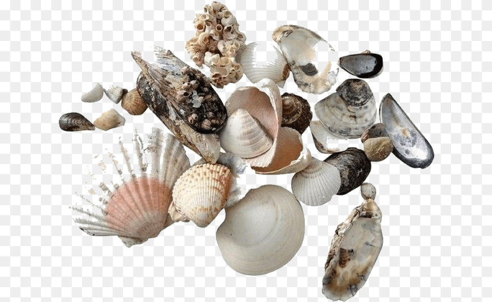 Moodboard Stickers Seashells Sea Sticker By Yogurt Shells Transparent, Animal, Clam, Food, Invertebrate Png Image