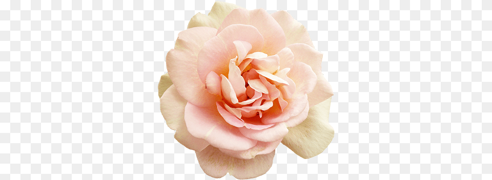 Moodboard U2014 Lilly Pink Roses, Flower, Petal, Plant, Rose Png