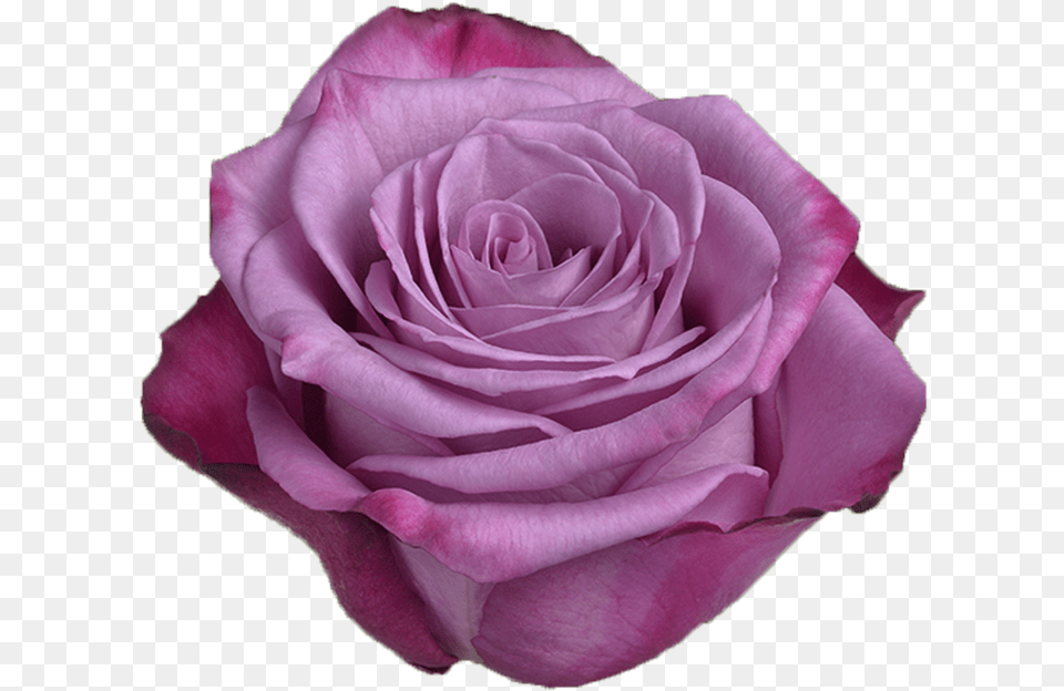 Moody Blue Multicolor Purple Rose Rose, Flower, Plant, Petal Free Transparent Png