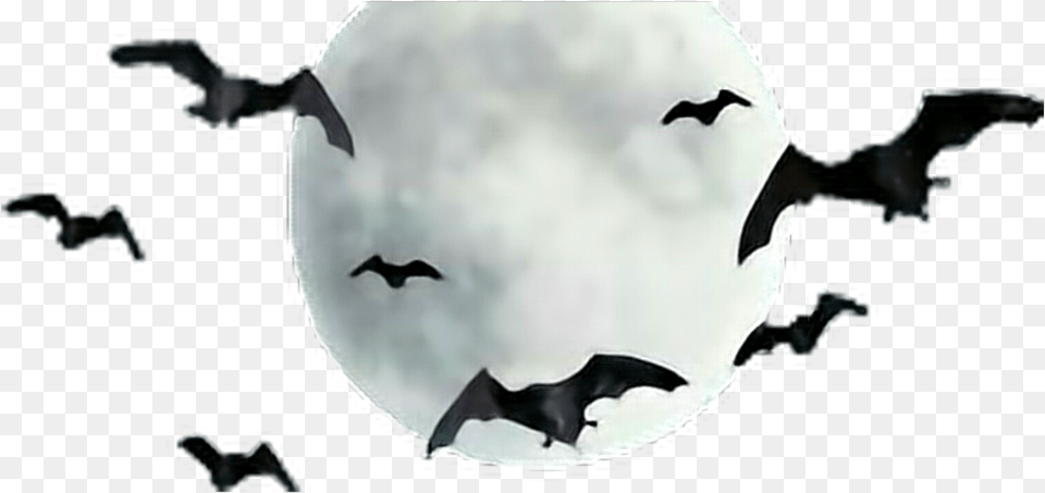 Moon Bats Freetoedit Moon With Bats, Outdoors, Night, Nature, Animal Free Png Download