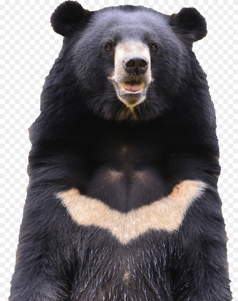 Moon Bear Transparent2 Moon Bear, Animal, Mammal, Wildlife, Black Bear Free Png