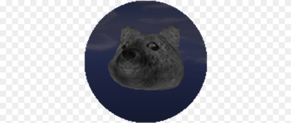 Moon Doge Bottom Turn, Snout, Animal, Mammal, Rat Png