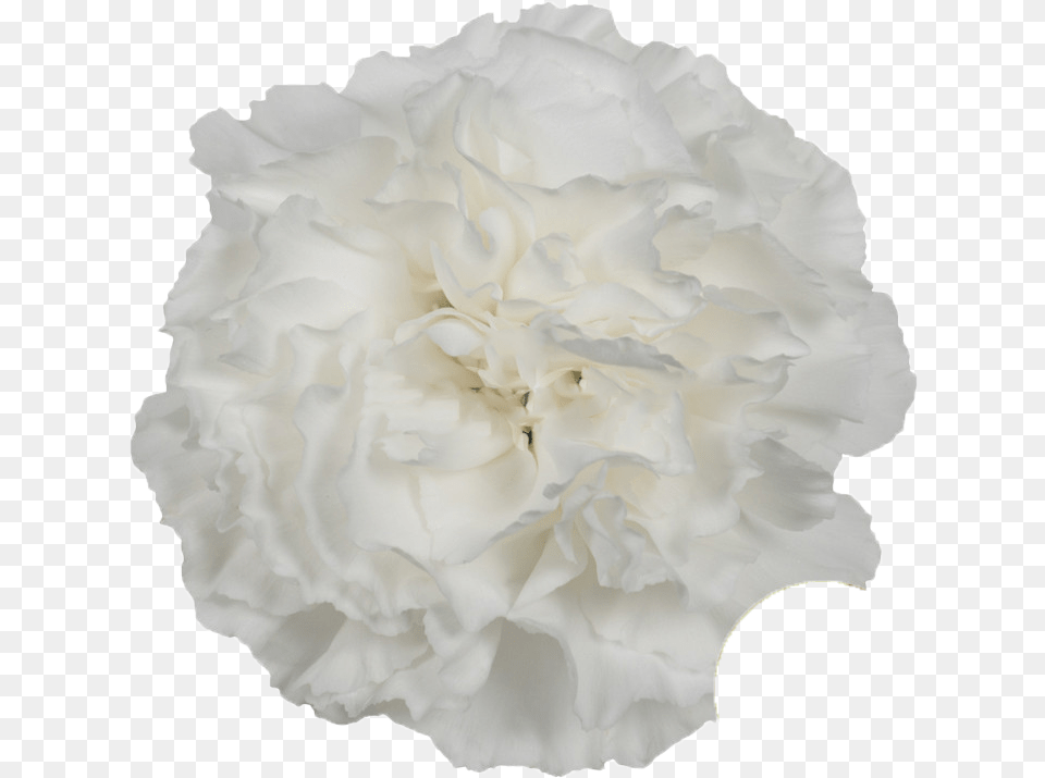 Moon Light Bright White Carnation Hydrangea, Flower, Plant, Rose Free Transparent Png