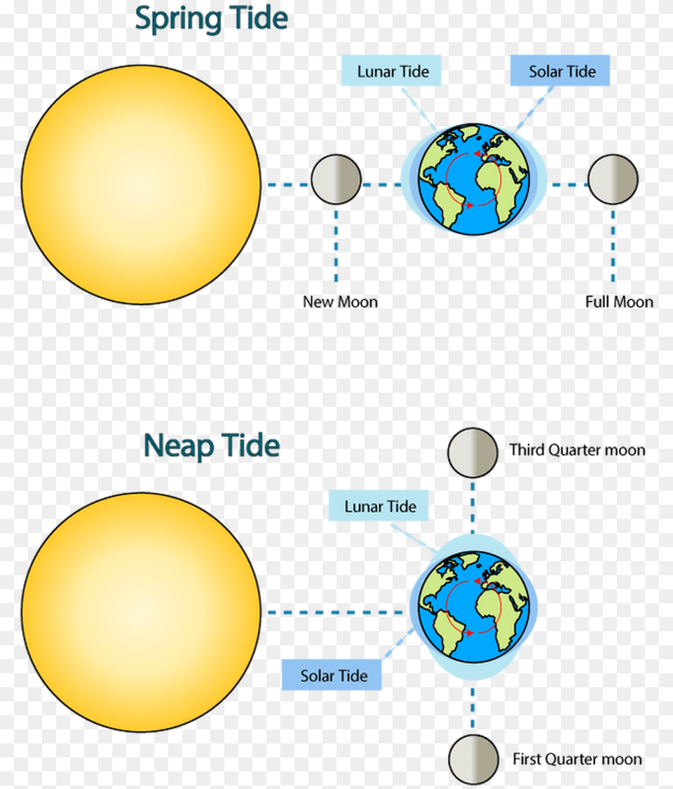 Moon Phase Sunlight Clipart Quarter Spring Tide Moon Position, Sphere, Astronomy, Outer Space Free Png Download