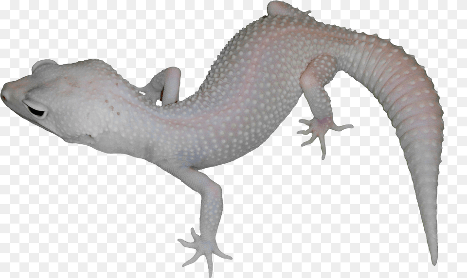 Moonlight Alligator Lizard, Animal, Gecko, Reptile Png