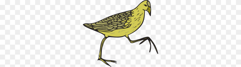 Moorhen Clip Art, Animal, Beak, Bird, Quail Free Transparent Png