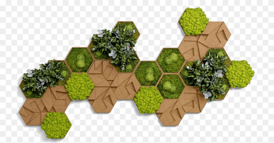 Moosbilder Hexagon Hd Hexagon Kork, Plant, Potted Plant, Pottery, Planter Free Png Download