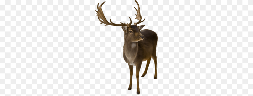 Moose, Animal, Deer, Mammal, Wildlife Free Transparent Png