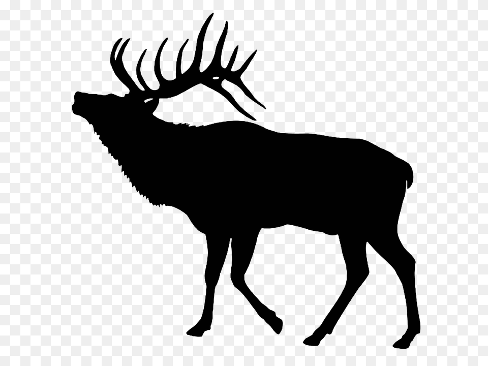 Moose, Gray Png Image