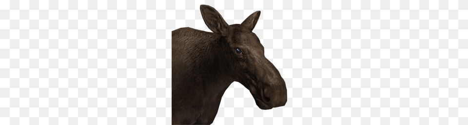 Moose, Animal, Mammal, Wildlife, Horse Free Png