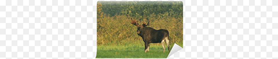 Moose, Animal, Mammal, Wildlife, Cattle Free Transparent Png