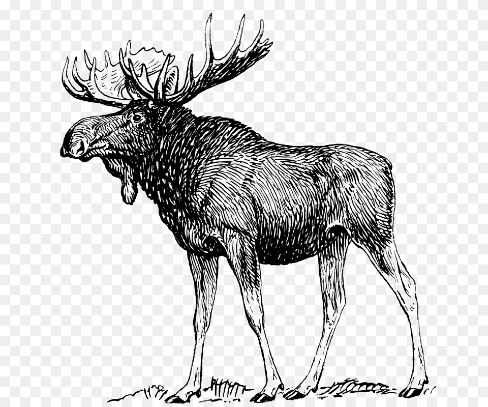 Moose, Gray Png