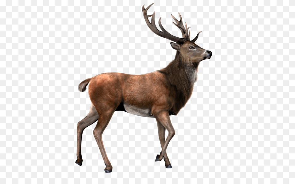 Moose, Animal, Antelope, Deer, Mammal Free Png Download