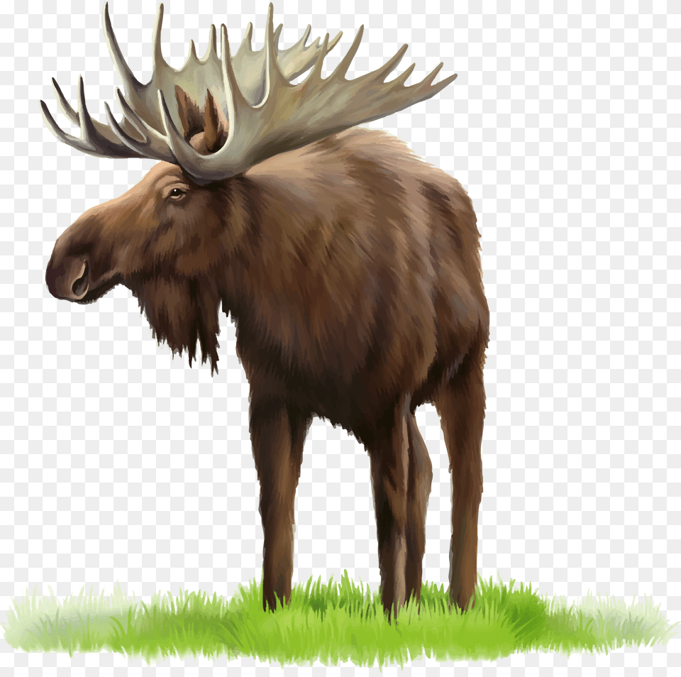 Moose, Animal, Mammal, Wildlife, Antelope Free Png Download