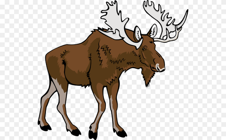 Moose, Animal, Mammal, Wildlife, Deer Free Png