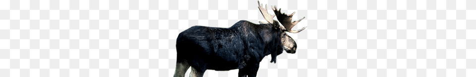 Moose, Animal, Mammal, Wildlife, Canine Free Png Download