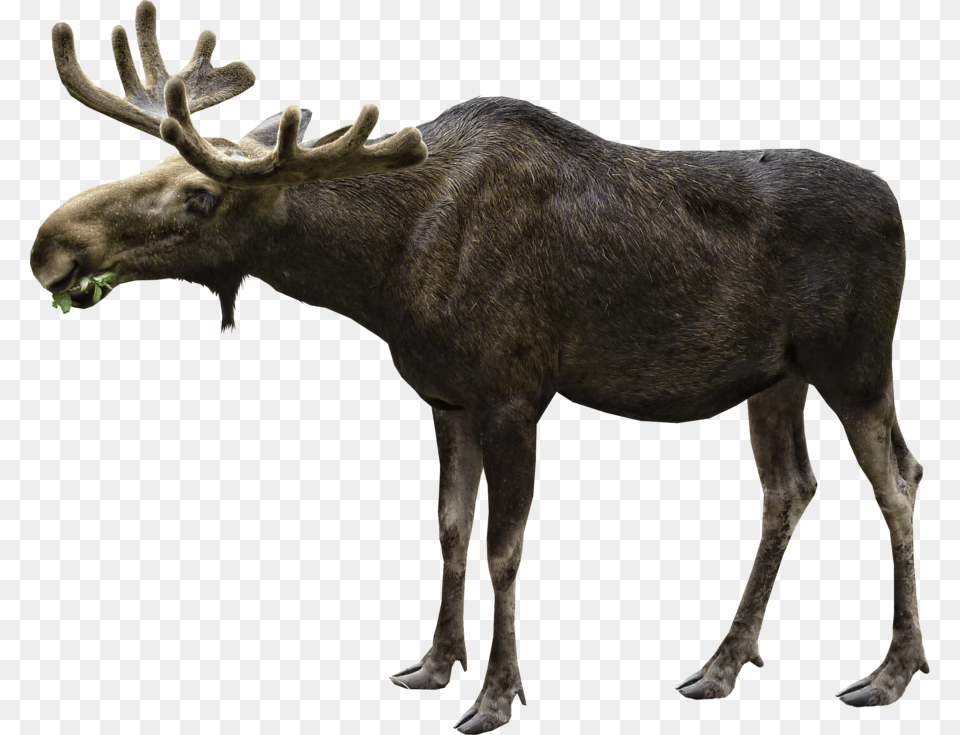 Moose, Animal, Mammal, Wildlife, Antelope Png