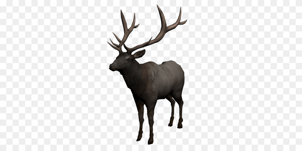 Moose, Animal, Deer, Elk, Mammal Png Image
