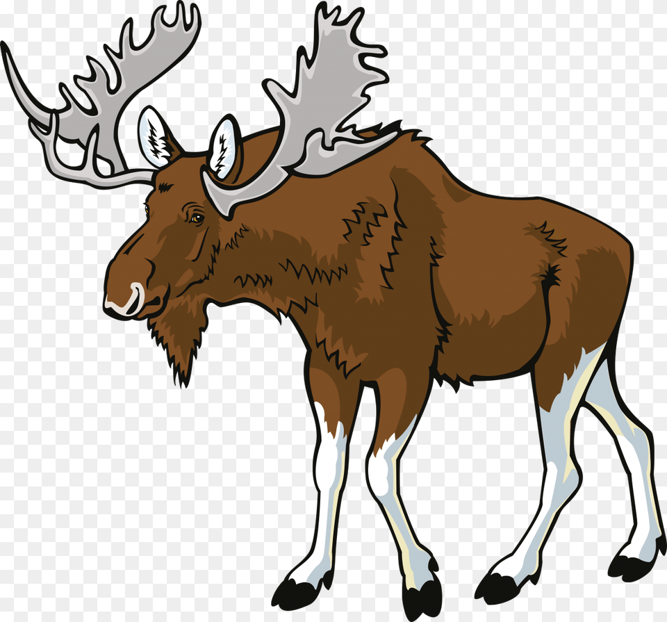 Moose, Animal, Mammal, Wildlife, Deer Free Png