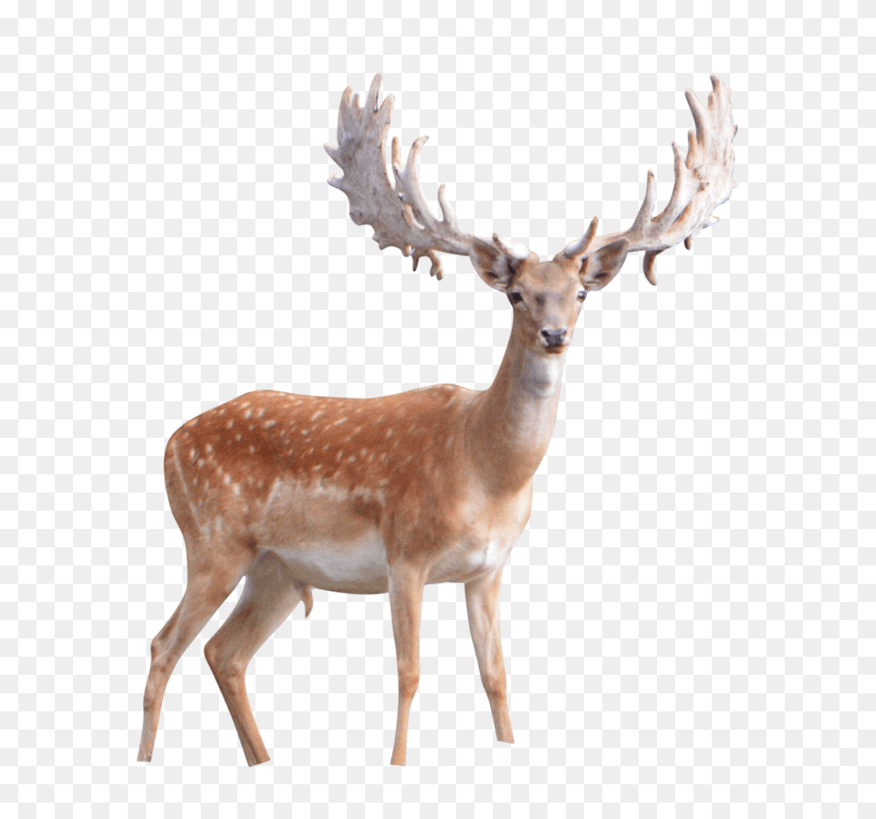Moose, Animal, Antelope, Deer, Mammal Png