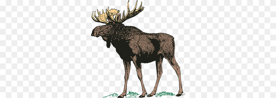 Moose Animal, Mammal, Wildlife, Deer Png