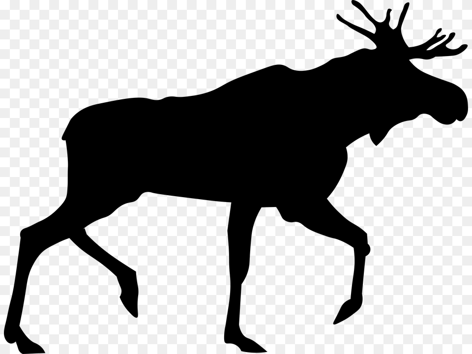 Moose, Gray Free Png