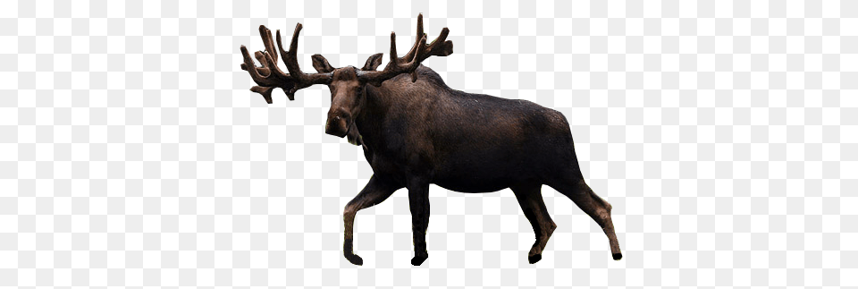 Moose, Animal, Antelope, Mammal, Wildlife Free Png Download