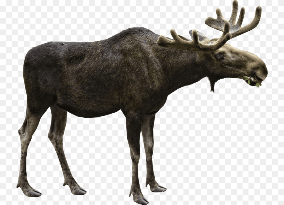 Moose, Animal, Mammal, Wildlife, Antelope Free Png Download