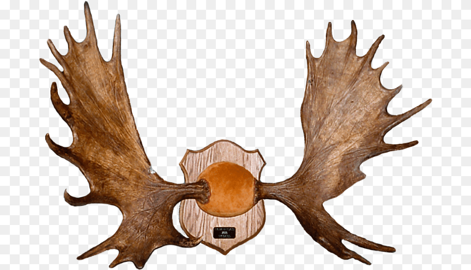 Moose, Antler, Animal, Dinosaur, Reptile Free Png