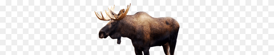 Moose, Animal, Mammal, Wildlife, Pig Png Image