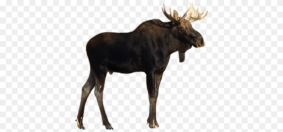 Moose, Animal, Antelope, Mammal, Wildlife Free Png