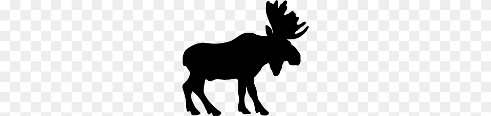 Moose, Animal, Mammal, Wildlife, Baby Png