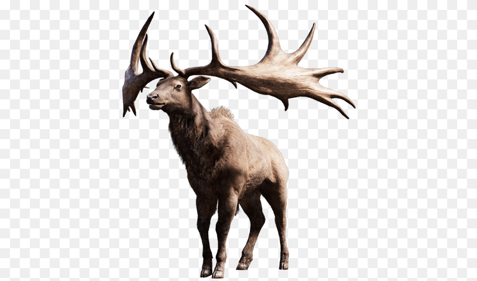 Moose, Animal, Deer, Elk, Mammal Png