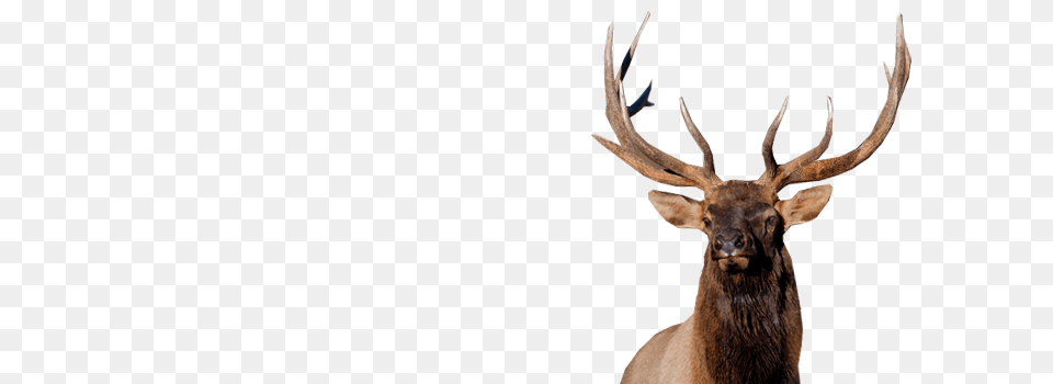 Moose, Animal, Deer, Elk, Mammal Free Transparent Png