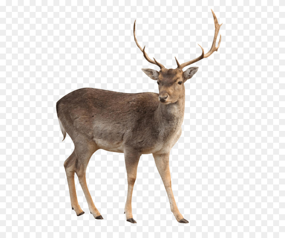 Moose, Animal, Antelope, Deer, Mammal Free Transparent Png