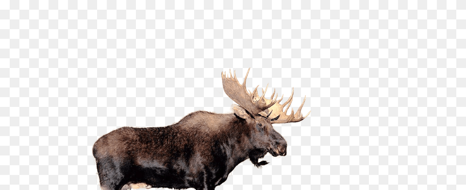 Moose, Animal, Mammal, Wildlife, Dinosaur Free Png Download