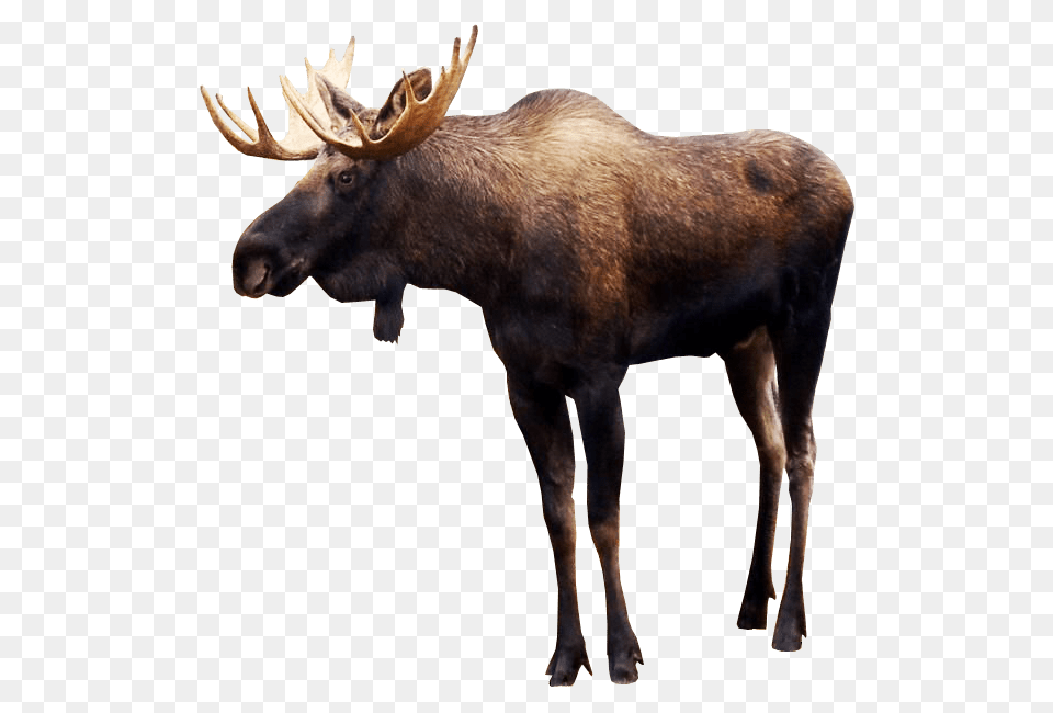 Moose, Animal, Mammal, Wildlife, Antelope Free Transparent Png