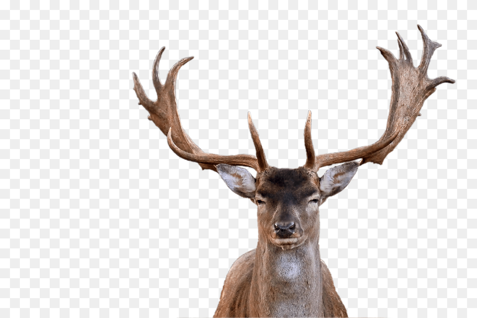 Moose, Animal, Antelope, Antler, Deer Free Transparent Png