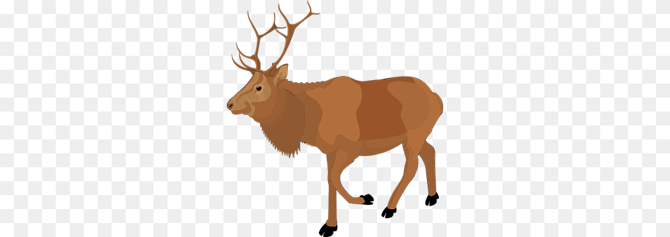 Moose Animal, Deer, Elk, Mammal Free Png Download