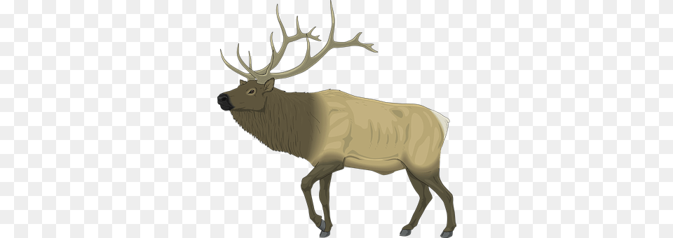 Moose Animal, Deer, Elk, Mammal Png