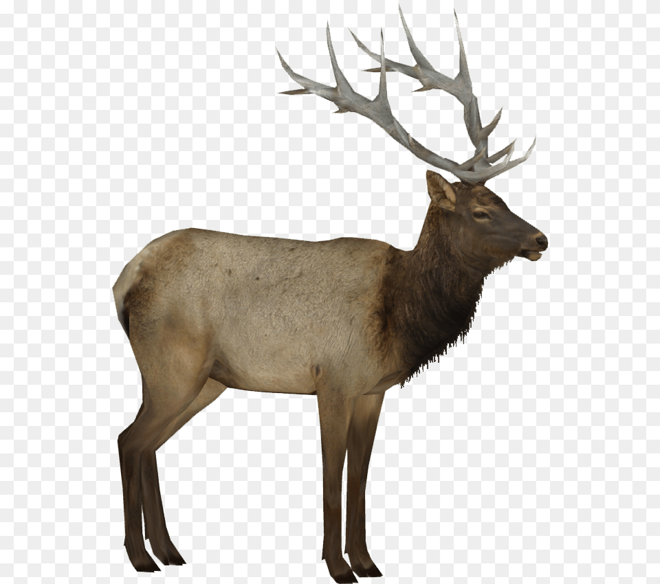 Moose, Animal, Deer, Elk, Mammal Free Png