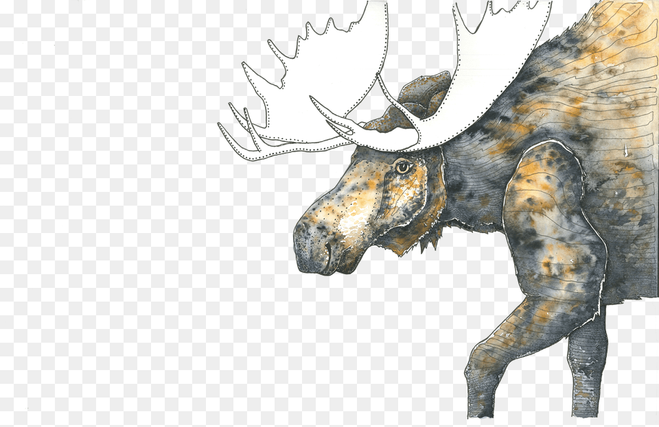 Moose Art Pen U0026 Ink And Watercolor Peptalks, Animal, Mammal, Wildlife, Dinosaur Free Transparent Png