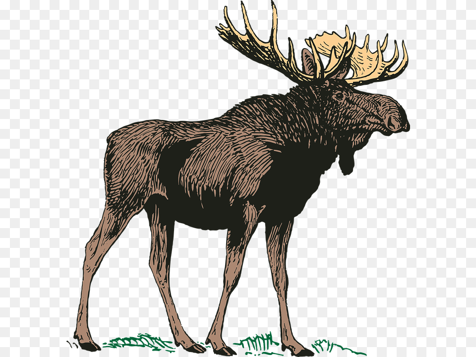 Moose Background Moose Background, Animal, Mammal, Wildlife, Antelope Free Transparent Png