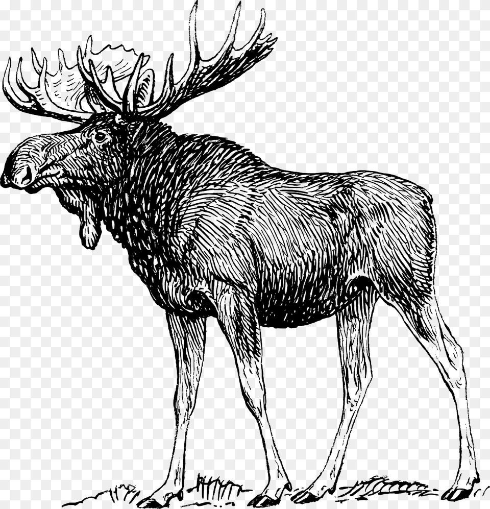 Moose Black And White, Animal, Mammal, Wildlife, Deer Free Png Download