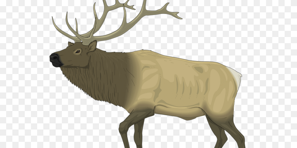 Moose Clipart Caribou Elks Lodge Santa Clarita, Animal, Deer, Elk, Mammal Png Image