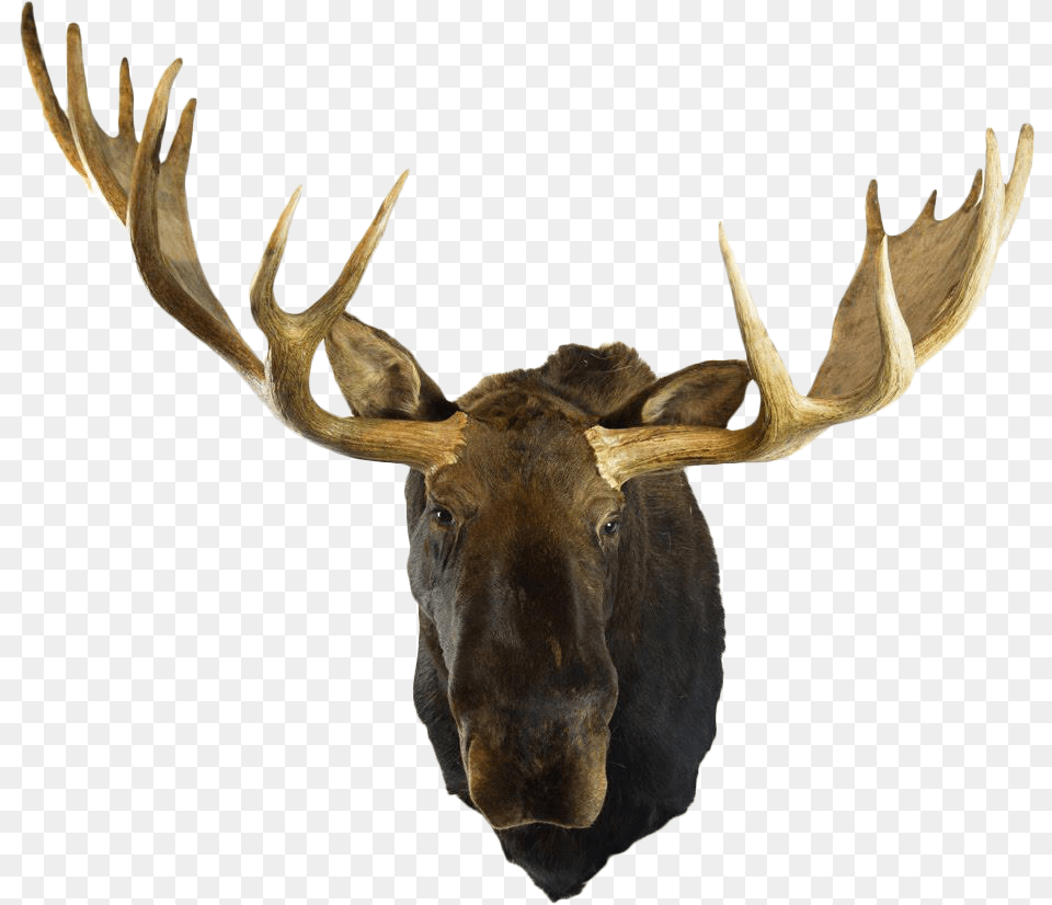 Moose Clipart Deer Head Mount, Animal, Antelope, Mammal, Wildlife Png Image